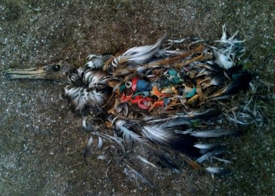Uhynulé mládě albatrosa které spolykalo plasty