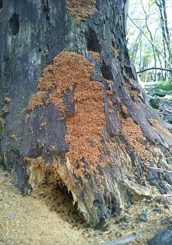 Mraveniste v pařezu