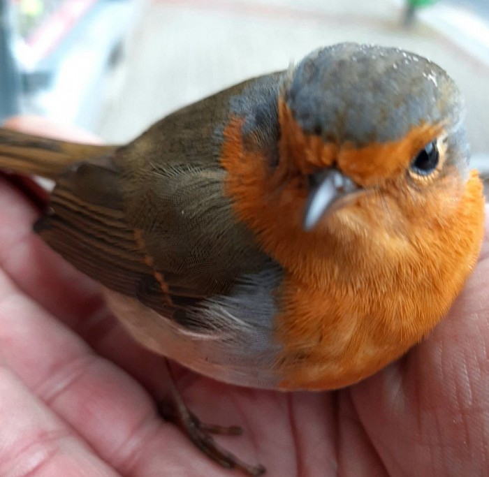 Co to je za ptáčka ? Kdo ví muže napsat.. další fota v galerii